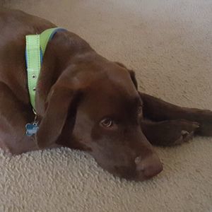 Meet your Posher, Dawn